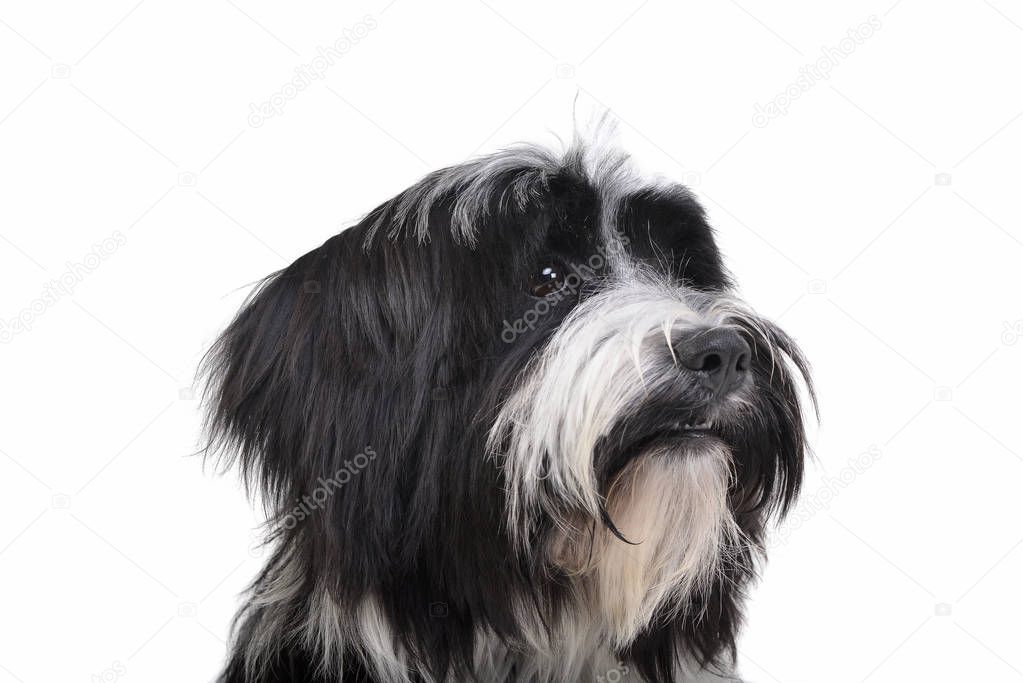 Portrait of an adorable Tibetan Terrier looking curiously