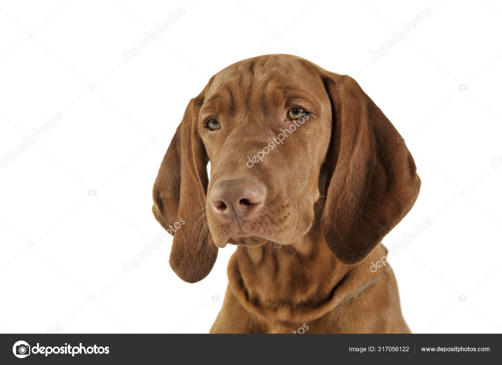 How Do You Calm Down A Vizsla