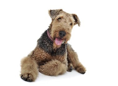 Studio shot of an adorable Airedale Terrier looking curiously at the camera clipart