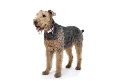 Studio shot of an adorable Airedale Terrier looking curiously
