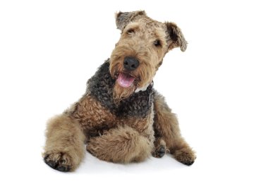 Studio shot of an adorable Airedale Terrier looking curiously at the camera