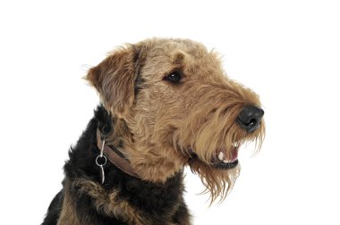 Portrait of an adorable Airedale Terrier looking curiously