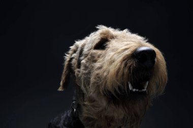 Portrait of an adorable Airedale Terrier looking curiously