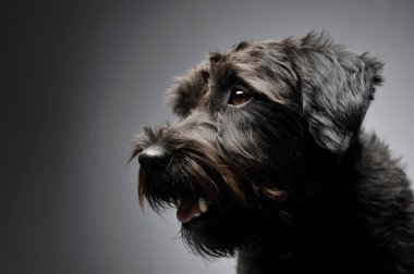 Portrait of an adorable wire-haired mixed breed dog looking curiously