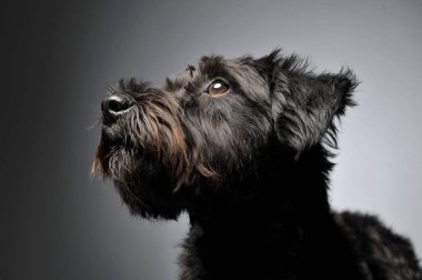 Portrait of an adorable wire-haired mixed breed dog looking up curiously
