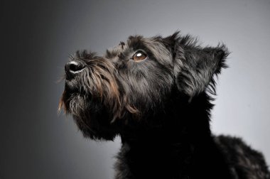 Portrait of an adorable wire-haired mixed breed dog looking up curiously clipart
