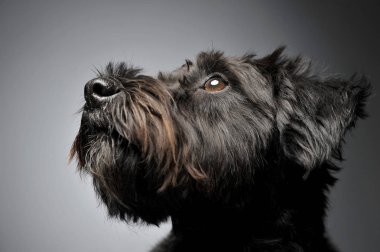 Portrait of an adorable wire-haired mixed breed dog looking up curiously