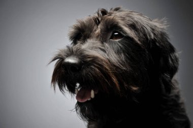 Portrait of an adorable wire-haired mixed breed dog looking satisfied