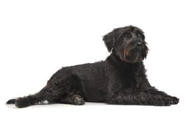 Studio shot of an adorable wire-haired mixed breed dog looking curiously