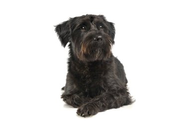 An adorable wire-haired mixed breed dog looking curiously