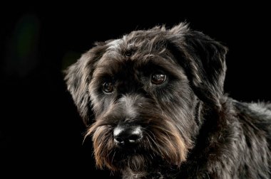 Portrait of an adorable wire-haired mixed breed dog looking curiously at the camera