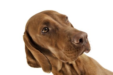 Portrait of an adorable magyar vizsla looking seriously