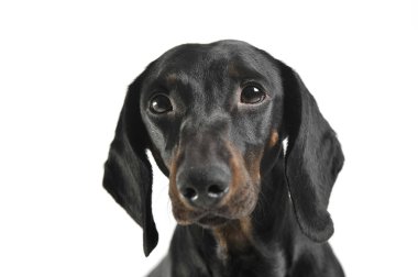 Siyah ve bronz tenli sevimli bir Dachshund kameraya merakla bakıyor.
