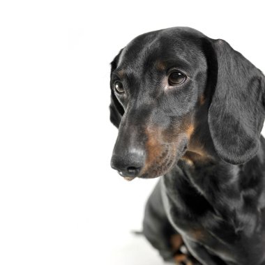 Portrait of an adorable black and tan short haired Dachshund looking curiously