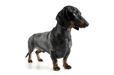 Studio shot of an adorable black and tan short haired Dachshund looking sad