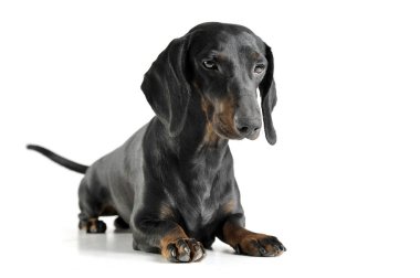 Studio shot of an adorable black and tan short haired Dachshund looking sad