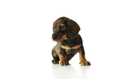 Studio shot of a cute Dachshund puppy sitting and looking curiously 