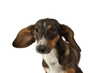 Portrait of an adorable mixed breed dog with long ears looking funny
