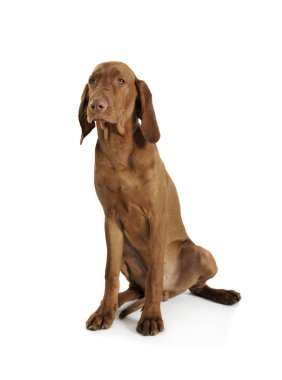 Oturan ve üzgün görünen sevimli bir Macar Vizsla 'nın stüdyo fotoğrafı.