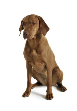 Oturan ve üzgün görünen sevimli bir Macar Vizsla 'nın stüdyo fotoğrafı.