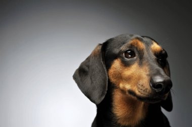 Portrait of an adorable Dachshund looking shy