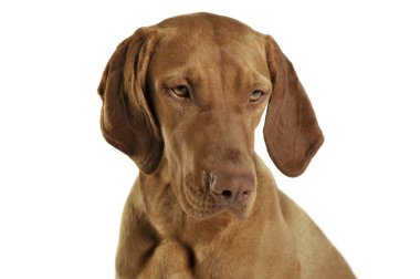Portrait of an adorable magyar vizsla looking sad