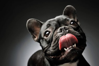 Portrait of an adorable French Bulldog looking curiously at the camera