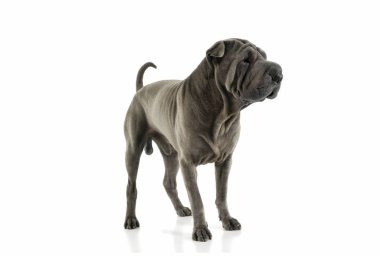 Studio shot of an adorable Shar pei standing and looking curiously