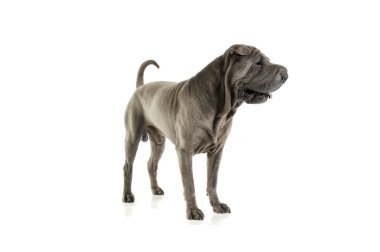 Studio shot of an adorable Shar pei standing and looking curiously