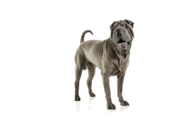 Studio shot of an adorable Shar pei standing and looking curiously at the camera