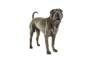 Studio shot of an adorable Shar pei standing and looking curiously at the camera