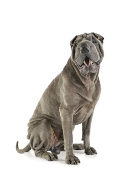 Studio shot of an adorable Shar pei sitting and looking curiously at the camera