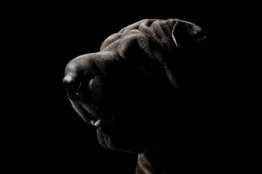 Portrait of an adorable Shar pei looking curiously