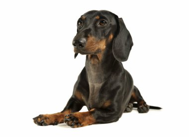 Studio shot of an adorable black and tan short haired Dachshund looking curiously