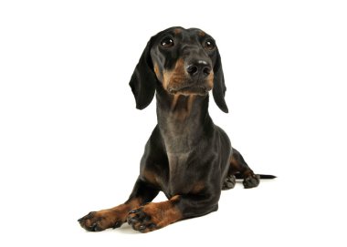 Studio shot of an adorable black and tan short haired Dachshund looking up curiously