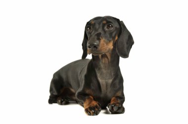 Studio shot of an adorable black and tan short haired Dachshund looking curiously