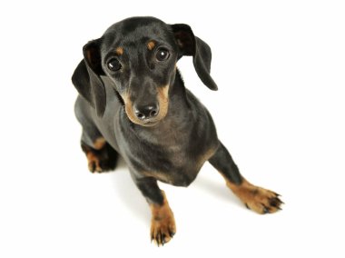 Studio shot of an adorable black and tan short haired Dachshund looking curiously at the camera