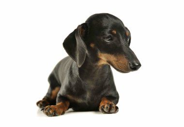 Studio shot of an adorable black and tan short haired Dachshund looking sad