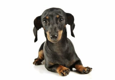 Studio shot of an adorable black and tan short haired Dachshund looking curiously at the camera