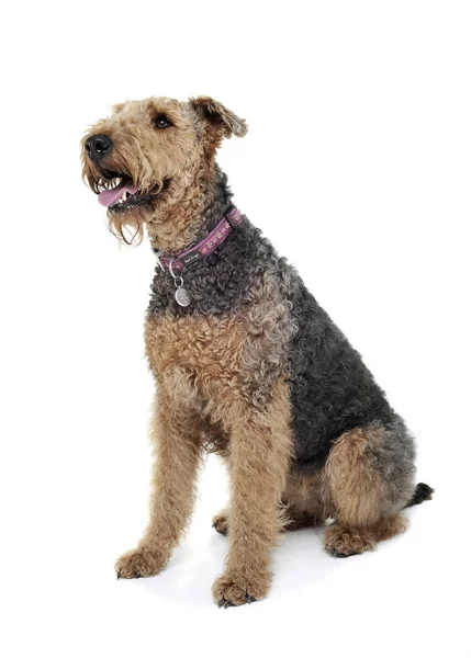 Studio shot of an adorable Airedale Terrier looking curiously — Φωτογραφία Αρχείου
