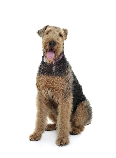 Studio shot of an adorable Airedale Terrier looking curiously at the camera — Φωτογραφία Αρχείου