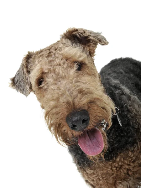 Portrait of an adorable Airedale Terrier looking satisfied — Φωτογραφία Αρχείου