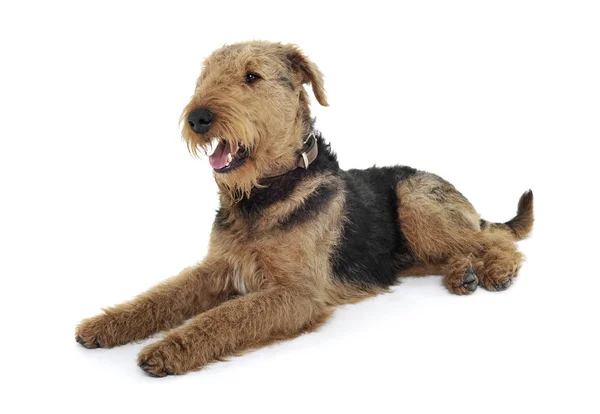 Studio shot of an adorable Airedale Terrier looking satisfied — Zdjęcie stockowe