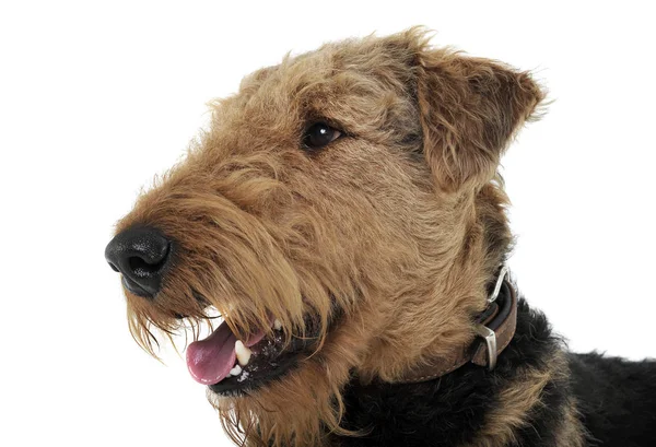 Portrait of an adorable Airedale Terrier looking curiously — Φωτογραφία Αρχείου