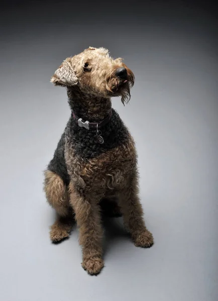 Studio shot of an adorable Airedale Terrier looking up curiously — Stock Photo, Image