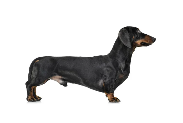 Çok güzel bir Dachshund ayakta beyaz arka plan üzerinde stüdyo çekim