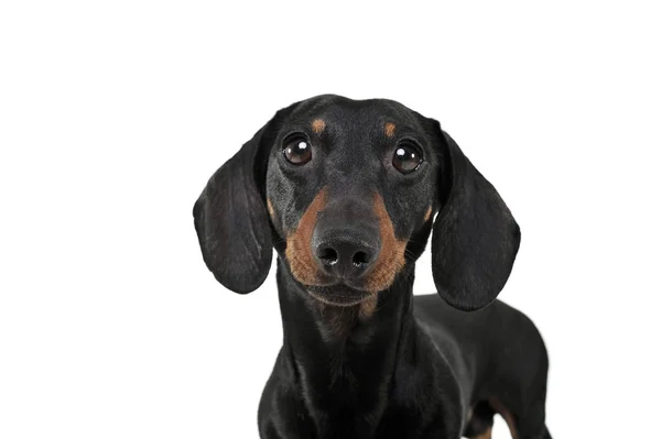 Retrato de um adorável Dachshund olhando curiosamente para a câmera — Fotografia de Stock