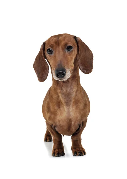 Studio shot of an adorable Dachshund looking curiously at the camera — Zdjęcie stockowe