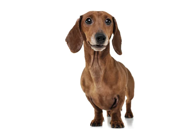 Studio shot of an adorable Dachshund looking curiously at the camera — стокове фото