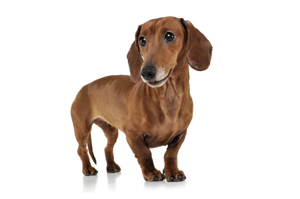 Studio shot of an adorable Dachshund looking curiously — Stock Fotó